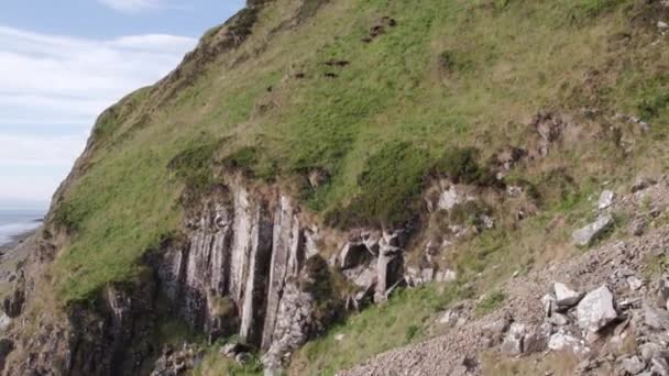 Salvaje Soay Ovejas Pastando Lado Una Montaña Cubierta Hierba — Vídeo de stock