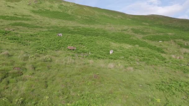 美しい景観に囲まれた丘陵地で放牧する馬 — ストック動画