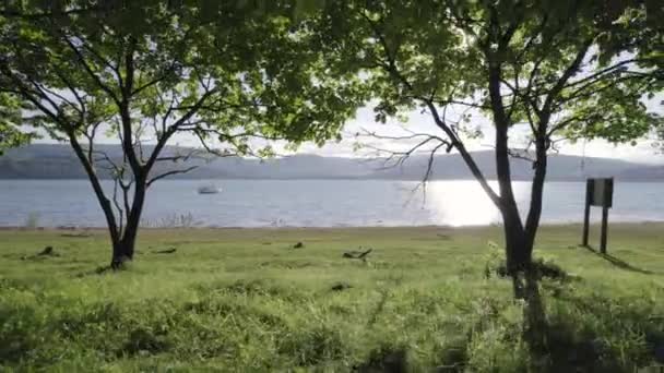 Vue Verger Une Baie Isolée — Video