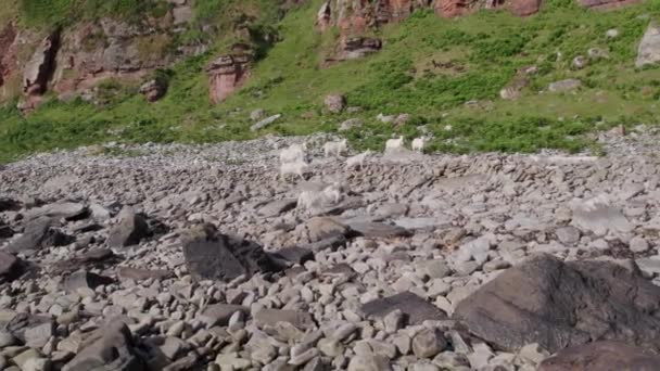 Cabras Saanen Blancas Una Manada Grande Que Arrasa Debajo Una — Vídeo de stock