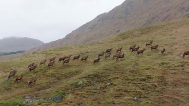 İskoçya 'da Büyük bir Kızıl Geyik Sürüsü Stags