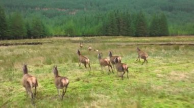 Bir Kızıl Geyik Sürüsü Yavaş Çekimde İskoçya 'da koşuyor.