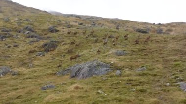 Bir Kızıl Geyik Sürüsü İskoçya 'da Stags