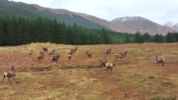 Red Deer Stag Herd Scotland — Stock Video