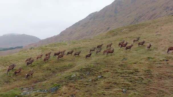 Skoçya Büyük Bir Kızıl Geyik Sürüsü Stags — Stok video