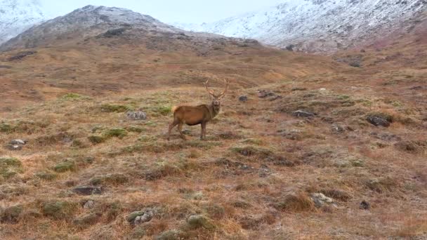 Majestuoso Ciervo Rojo Ciervo Las Tierras Altas Escocesas Cámara Lenta — Vídeos de Stock