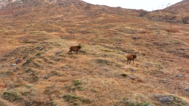 Majestic Red Deer Stags Scotland Slow Motion — Stock Video