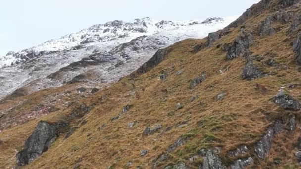 Slow Motion Herd Red Deer Hinds Running Scottish Highlands — Stock Video