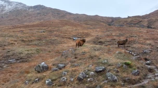 Majestic Red Deer Stags Escócia Slow Motion — Vídeo de Stock