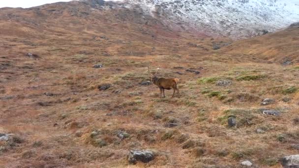 Majestoso Veado Vermelho Stag Escocês Highlands Slow Motion — Vídeo de Stock