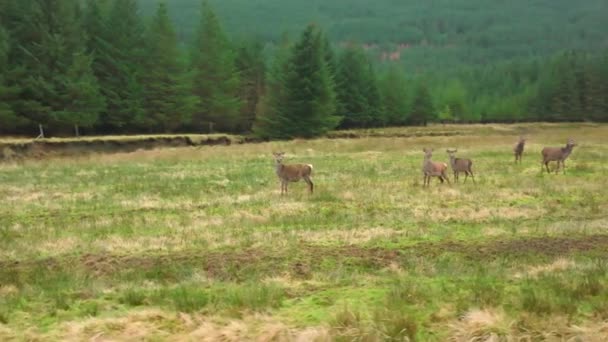 Hinds Ciervos Rojos Las Tierras Altas Escocesas — Vídeos de Stock