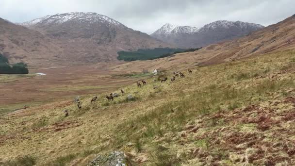 Bir Kızıl Geyik Sürüsü Skoçya Stags — Stok video