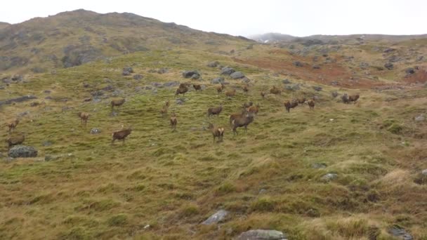 スコットランド高地にある赤い鹿の群れ — ストック動画