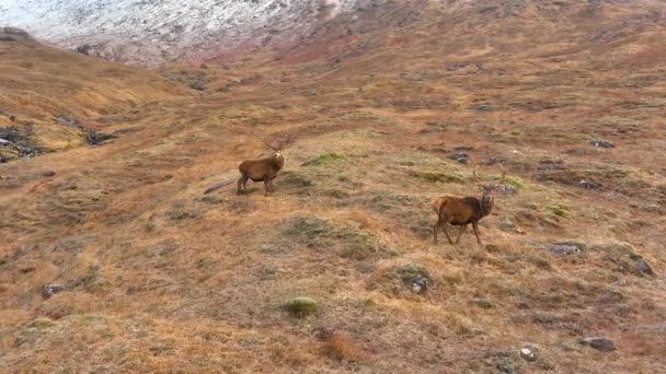 Majestic Red Deer Stags Escócia Slow Motion — Vídeo de Stock
