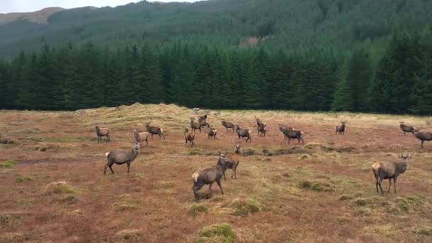 Grande Rebanho Veados Vermelhos Nas Terras Altas Escócia — Vídeo de Stock