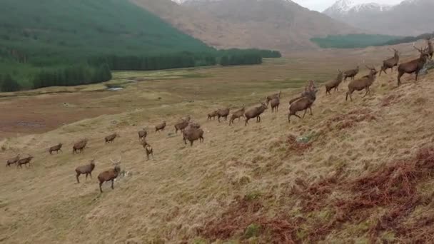 Herd Red Deer Stags Scottish Highlands — Stock Video