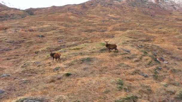 Cerfs Rouges Majestueux Dans Les Highlands Écossais — Video