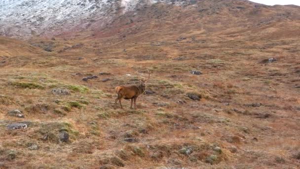 Majestuoso Ciervo Rojo Ciervo Escocia Slow Motion — Vídeos de Stock
