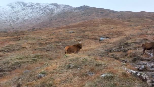 Majestic Red Deer Stag Scotland Slow Motion — Stock Video