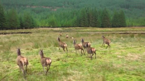Herd Red Deer Hinds Running Scottish Highlands Slow Motion — Stock Video