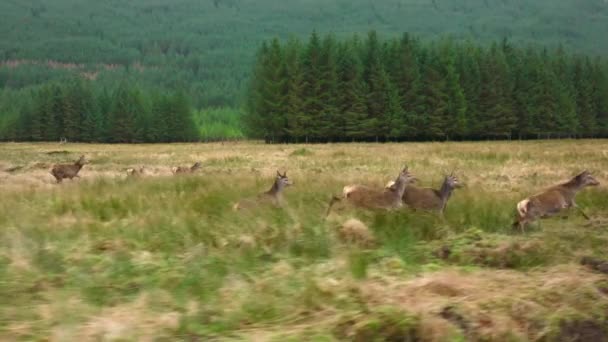 Slow Motion Herd Red Deer Hinds Running Scottish Highlands — Stock Video