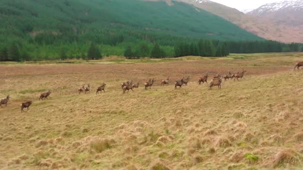 Eine Rotwildherde Schottland — Stockvideo