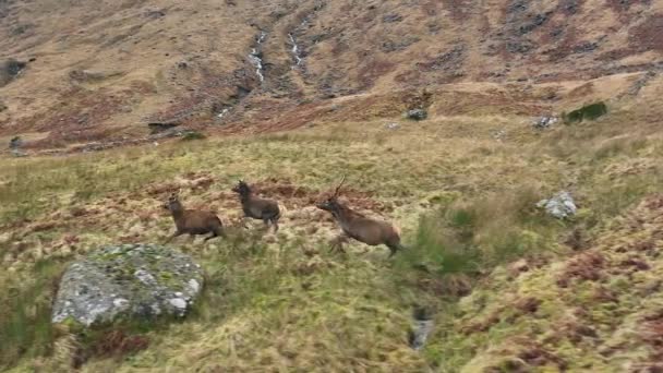 Een Groep Van Rode Herten Loopt Heuvels — Stockvideo