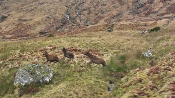 Groupe Cerfs Rouges Qui Courent Dans Les Collines — Video