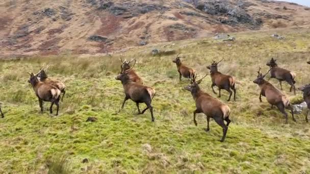 Ciervos Rojos Corriendo Una Manada Cámara Lenta — Vídeos de Stock