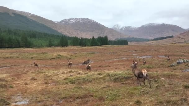 Una Manada Ciervos Rojos Ciervos Escocia Cámara Lenta — Vídeos de Stock