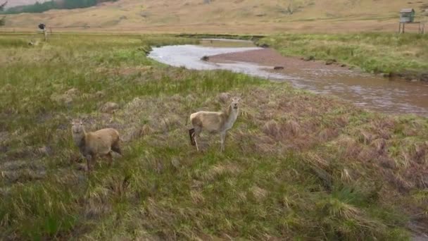 Red Deer Hinds Nas Terras Altas Escócia — Vídeo de Stock