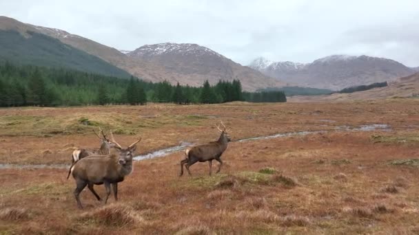 Red Deer Stag Herd Cámara Lenta — Vídeos de Stock