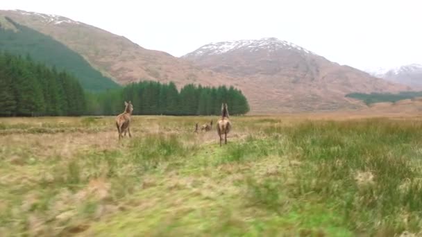 スローモーションでスコットランド高地を走る赤い鹿のひつじの群れ — ストック動画