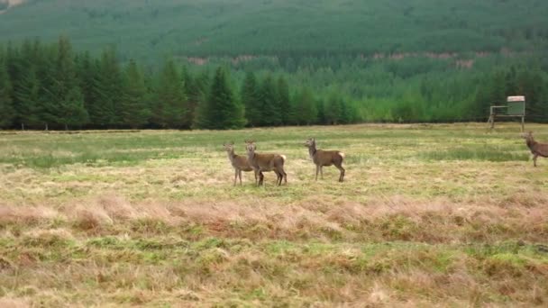 Red Deer Hinds Escocia — Vídeos de Stock