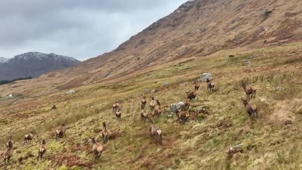 Moción Lenta Rebaño Ciervos Rojos Corriendo Las Tierras Altas Escocesas — Vídeos de Stock