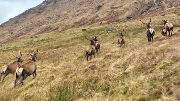 Red Deer Stag Herd Corriendo Las Montañas Escocia — Vídeos de Stock