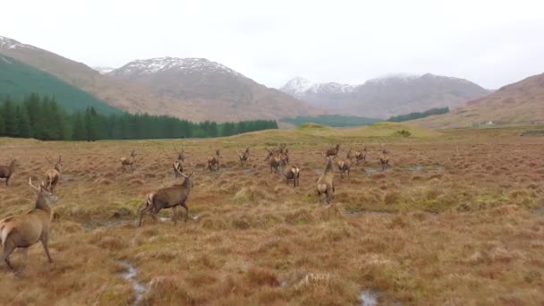 Herd Red Deer Stags Scotland Slow Motion — Stock Video