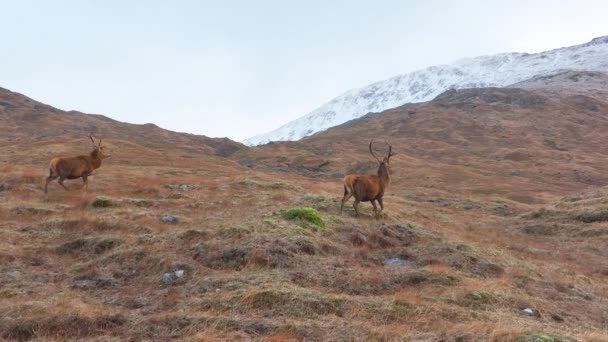 Majestuosos Ciervos Rojos Ciervos Escocia Slow Motion — Vídeos de Stock