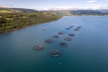 Bir balıkçılık çiftliğinde alabalık ve somon içeren ağlar