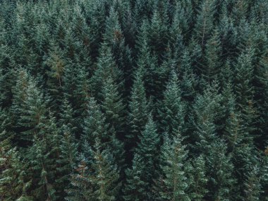 Yoğun bir ormanda Çam Ağaçları Havadan Görüldü