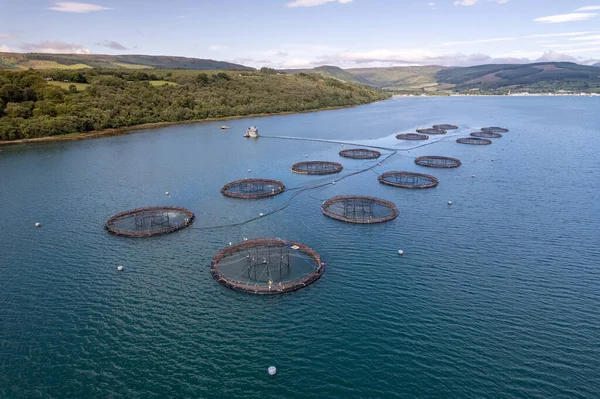 Nets Containing Trout and Salmon in an Aquaculture Fish Farm