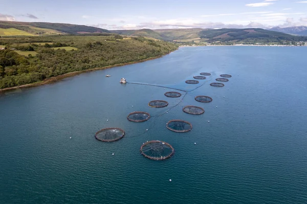 Bir balıkçılık çiftliğinde alabalık ve somon içeren ağlar