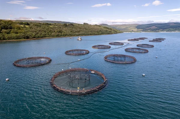 Aquaculture Fish Farm Seen from the Air Containing Salmon and Trout