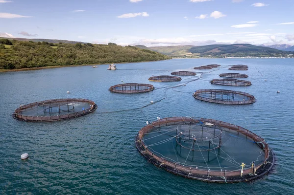 Aquaculture Fish Farm Seen from the Air Containing Salmon and Trout