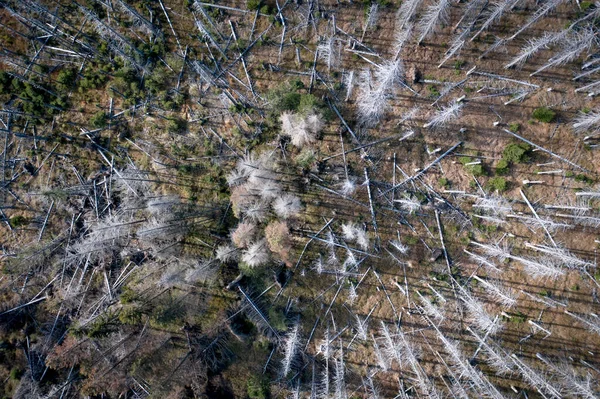 Foresta Morta Decomposizione Colpita Bark Beetle — Foto Stock