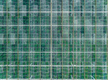 Meyve ve sebzeler Büyük bir serada yetişir.