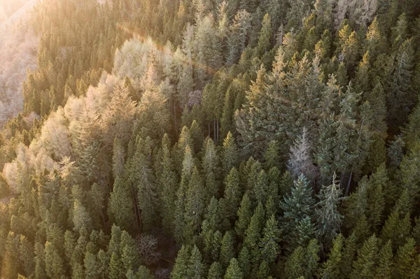 Evergreen Forest Spring Sunset Aerial View — Stock Photo, Image