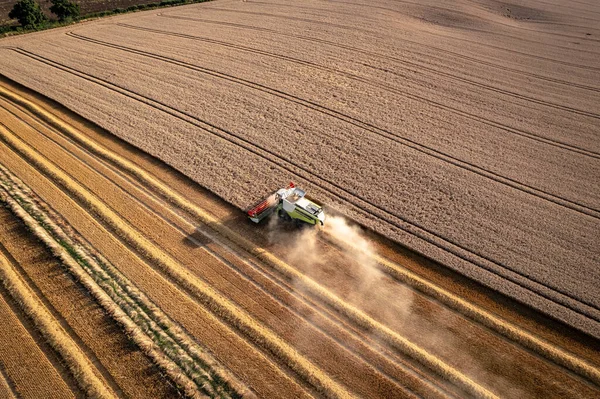 Kombajn Zbożowy Polu Podczas Letnich Zbiorów Pszenicy — Zdjęcie stockowe