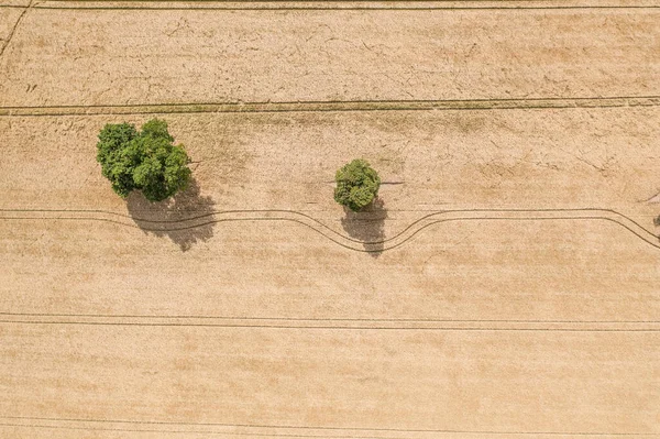 Campi Grano Nella Vista Aerea Estiva — Foto Stock