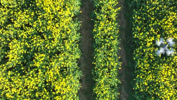 Drone Utför Jordbruksarbete Samla Uppgifter Växtskydd — Stockvideo